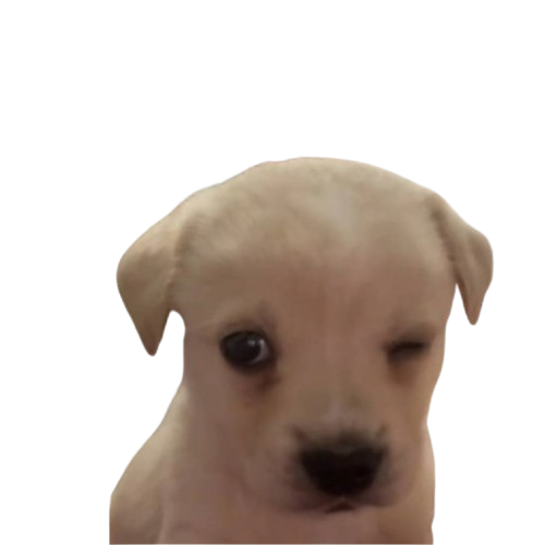 dogwifwink