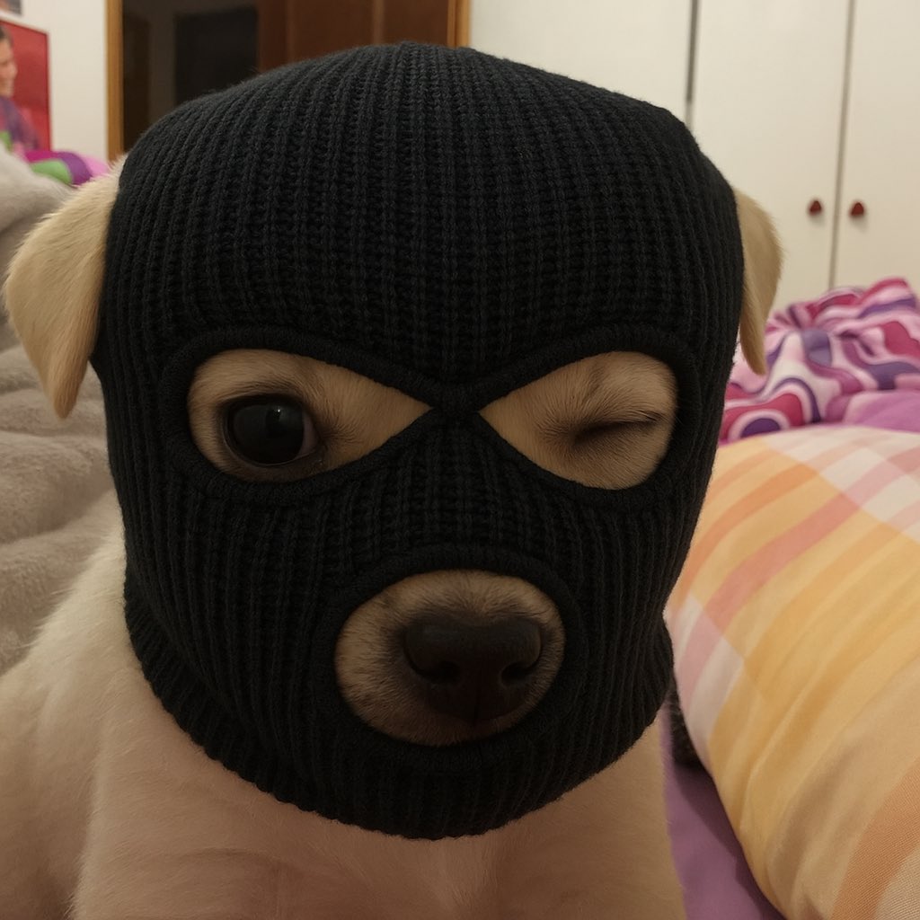 GsxAruSWEAA_POo.jpeg